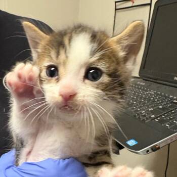 Domestic Short Hair Cats Available for Adoption - Rock | PetCurious