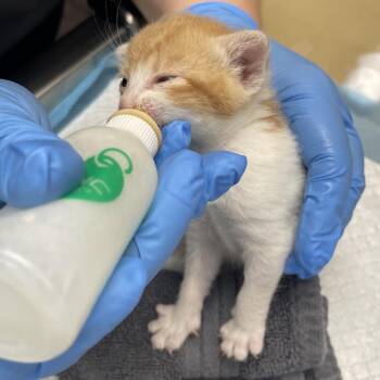 Domestic Short Hair Cats Available for Adoption in Sarasota, Florida - Peppo | PetCurious