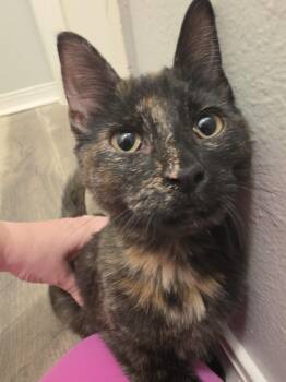 Lisa -  Tortoiseshell Cat for Adoption in Pocatello, Idaho - Lisa | PetCurious