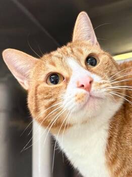 Gonzo -  Domestic Short Hair Cat for Adoption in Fall River, Massachusetts - Gonzo | PetCurious