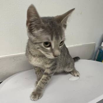 Cordelia Chase -  Domestic Short Hair Cat for Adoption in St. Louis, Missouri - Cordelia Chase | PetCurious