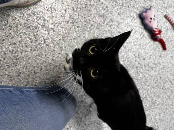 Domestic Short Hair Cats Available for Adoption in Potsdam, New York - Garlic | PetCurious