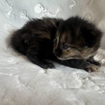 Rescue Domestic Short Hair Cats for Adoption in Monroe, Michigan - Margarita | PetCurious