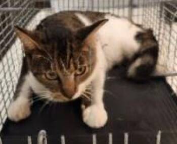 Rescue Domestic Short Hair Cats for Adoption in Baytown, Texas - EVANGELINA | PetCurious