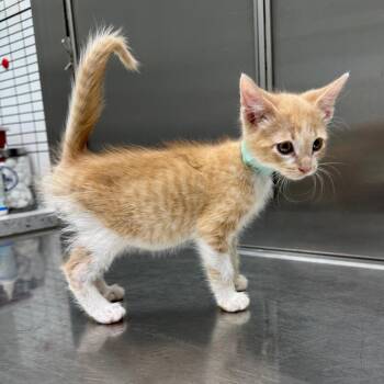 Cremitas -  Domestic Short Hair Cat for Adoption in Normal, Illinois - Cremitas | PetCurious