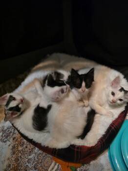 Bolt -  Domestic Short Hair Cat for Adoption in San Antonio, Texas - Bolt | PetCurious