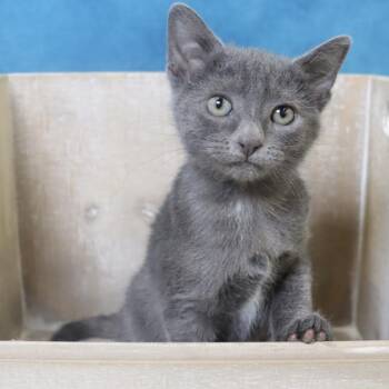 Quinn - Adorable Blue Kitten - Coming Soon -  Russian Blue and Domestic Short Hair Cat for Adoption in League City, Texas - Quinn - Adorable Blue Kitten - Coming Soon | PetCurious