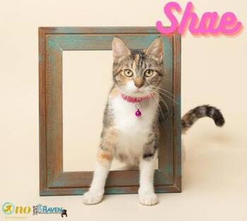 Domestic Medium Hair and Domestic Short Hair Cats Available for Adoption in Fairhope, Alabama - Shae Baby | PetCurious