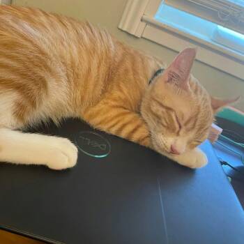 Domestic Short Hair Cats Available for Adoption in Sunnyvale, California - Kimchi | PetCurious