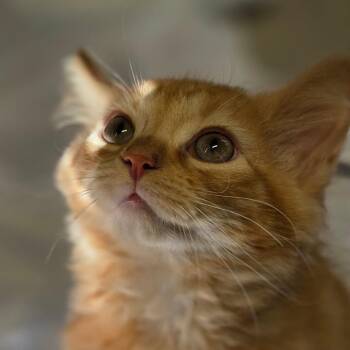 Vedder -  Domestic Medium Hair Cat for Adoption in Muncie, Indiana - Vedder | PetCurious