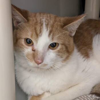Sweet Potato -  Domestic Short Hair Cat for Adoption in Chicago, Illinois - Sweet Potato | PetCurious