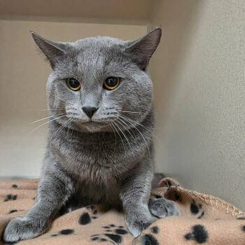 Domestic Short Hair Cats Available for Adoption in Great Falls, Montana - Jerry | PetCurious
