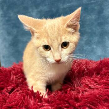 Domestic Short Hair Cats Available for Adoption in East Hampton, New York - Ricotta | PetCurious