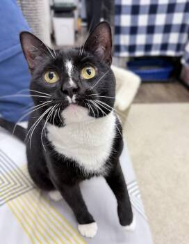 Pawson 1 year male AVAILABLE 6/24 -  Domestic Short Hair Cat for Adoption in Sterling, Massachusetts - Pawson 1 Year Male AVAILABLE 6/24 | PetCurious