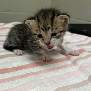 Opal -  Domestic Short Hair Cat for Adoption in Bristol, Indiana - Opal | PetCurious