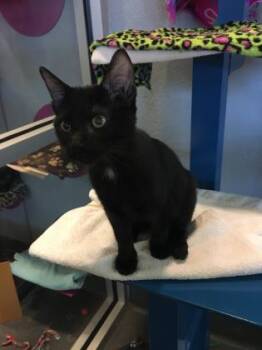 Diana -  Domestic Short Hair Cat for Adoption in Wichita, Kansas - Diana | PetCurious