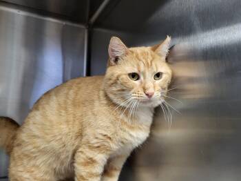 Rescue Domestic Medium Hair Cats for Adoption in Chilton, Wisconsin - Mimi-Siku | PetCurious