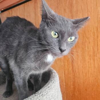 Dusk -  Domestic Short Hair Cat Available for Adoption in Camp Hill, Pennsylvania - Dusk | PetCurious