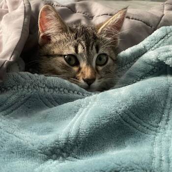 Treasure Island -  Domestic Short Hair Cat for Adoption in Evanston, Illinois - Treasure Island | PetCurious