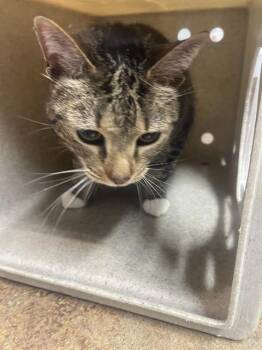 MITTENS -  Domestic Short Hair Cat for Adoption in Tallahassee, Florida - MITTENS | PetCurious