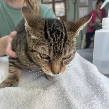 Marcelo -  Domestic Short Hair Cat for Adoption in Cleveland, Mississippi - Marcelo | PetCurious