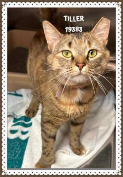 Domestic Short Hair Cats Available for Adoption in Marietta, Georgia - TILLER | PetCurious