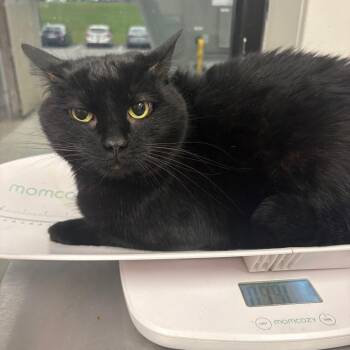 Ninja Kitty -  Domestic Short Hair Cat for Adoption in Columbiana, Alabama - Ninja Kitty | PetCurious