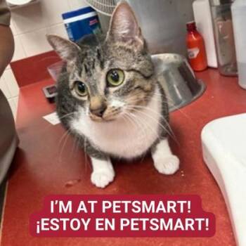 Rescue Domestic Short Hair Cats for Adoption in Carrollton, Texas - Taylor | PetCurious