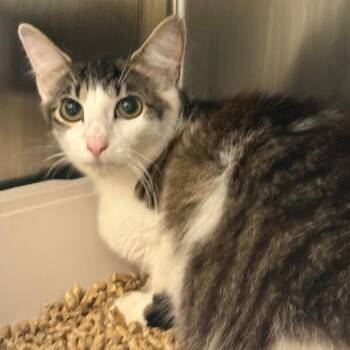 Ms. Fluff -  Domestic Long Hair Cat for Adoption in Winston-salem, North Carolina - Ms. Fluff | PetCurious