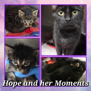 Queen Rhaenyra -  Domestic Short Hair Cat for Adoption in Wheeling, Illinois - Queen Rhaenyra | PetCurious
