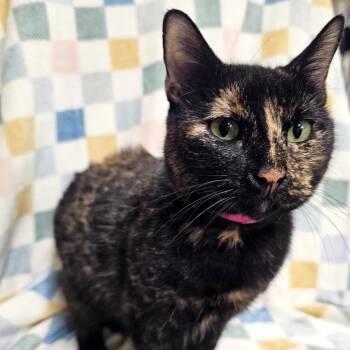 Evie -  Domestic Short Hair Cat for Adoption in Laredo, Texas - Evie | PetCurious