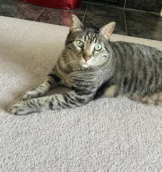 Lumi -  Domestic Short Hair Cat for Adoption in Calgary, Alberta - Lumi | PetCurious