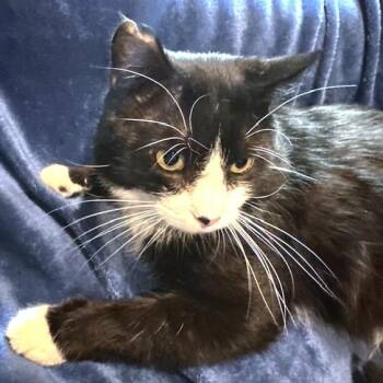 SILLY SCRUFF - STUNNING SIBERIAN -  Siberian and Tuxedo Cat for Adoption in Oakwood, Georgia - SILLY SCRUFF - STUNNING SIBERIAN | PetCurious