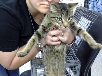 Domestic Short Hair Cats Available for Adoption in Pasadena, Texas - A184320 | PetCurious