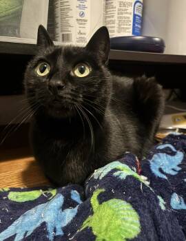 Domestic Short Hair Cats Available for Adoption in Redwood City, California - Tigerlily | PetCurious