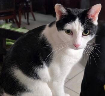Tom -  Turkish Van and Domestic Short Hair Cat for Adoption in Palo Alto, California - Tom | PetCurious