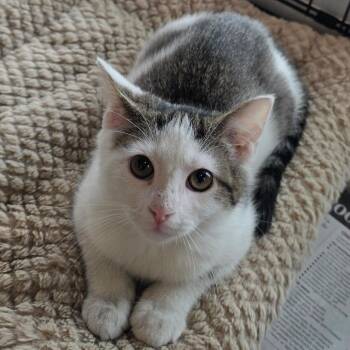 String of Pearls -  Domestic Short Hair Cat for Adoption in Chatham, Virginia - String Of Pearls | PetCurious
