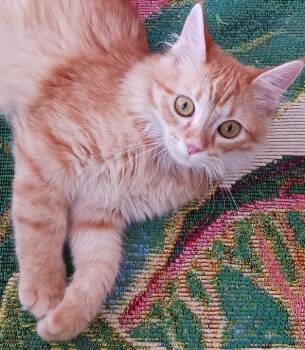 Domestic Long Hair Cats Available for Adoption in Greenville, Illinois - Willow | PetCurious