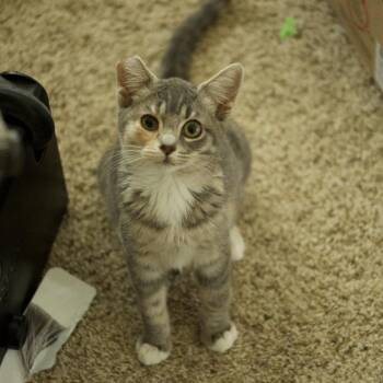Morgan -  Domestic Short Hair Cat for Adoption in Santa Rosa, California - Morgan | PetCurious