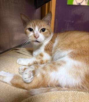 Connie -  Domestic Short Hair Cat for Adoption in Little Rock, Arkansas - Connie | PetCurious