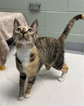 MINI -  Domestic Short Hair Cat for Adoption in Geneva, Illinois - MINI | PetCurious