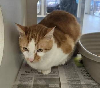 Domestic Short Hair Cats Available for Adoption - Stinky | PetCurious