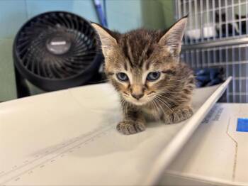 Domestic Short Hair Cats Available for Adoption in Grand Prairie, Texas - AVALANCHE | PetCurious