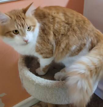 Mr. Tommy -  Domestic Long Hair Cat for Adoption in Memphis, Tennessee - Mr. Tommy | PetCurious