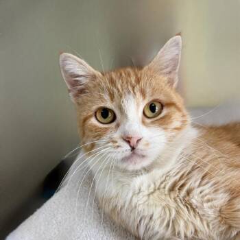 Polina -  Domestic Short Hair Cat for Adoption in State College, Pennsylvania - Polina | PetCurious