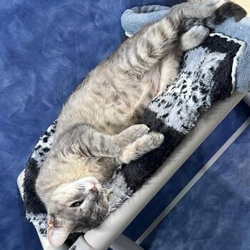 Burnt Popcorn -  Domestic Short Hair Cat for Adoption in Austin, Texas - Burnt Popcorn | PetCurious