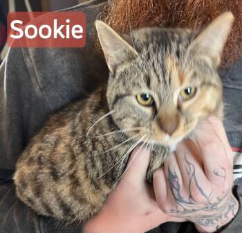 Domestic Short Hair Cats Available for Adoption - Sookie | PetCurious