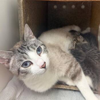 Domestic Short Hair Cats Available for Adoption in Philadelphia, Pennsylvania - Amy | PetCurious