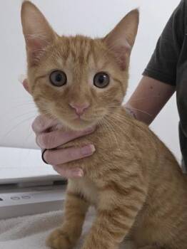 Tony Stark -  Domestic Short Hair Cat for Adoption in Sacramento, California - Tony Stark | PetCurious