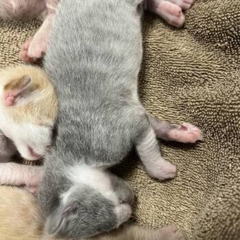 Knees -  Domestic Short Hair Cat for Adoption in Greensboro, North Carolina - Knees | PetCurious